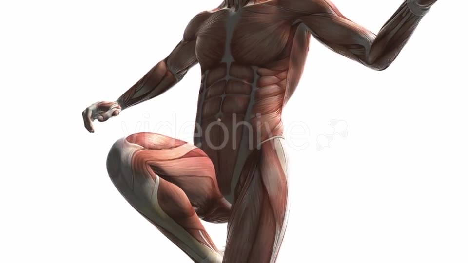Human Muscle Anatomy - Download Videohive 20354158