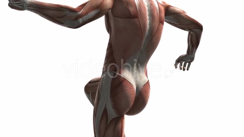 Human Muscle Anatomy - Download Videohive 20354158