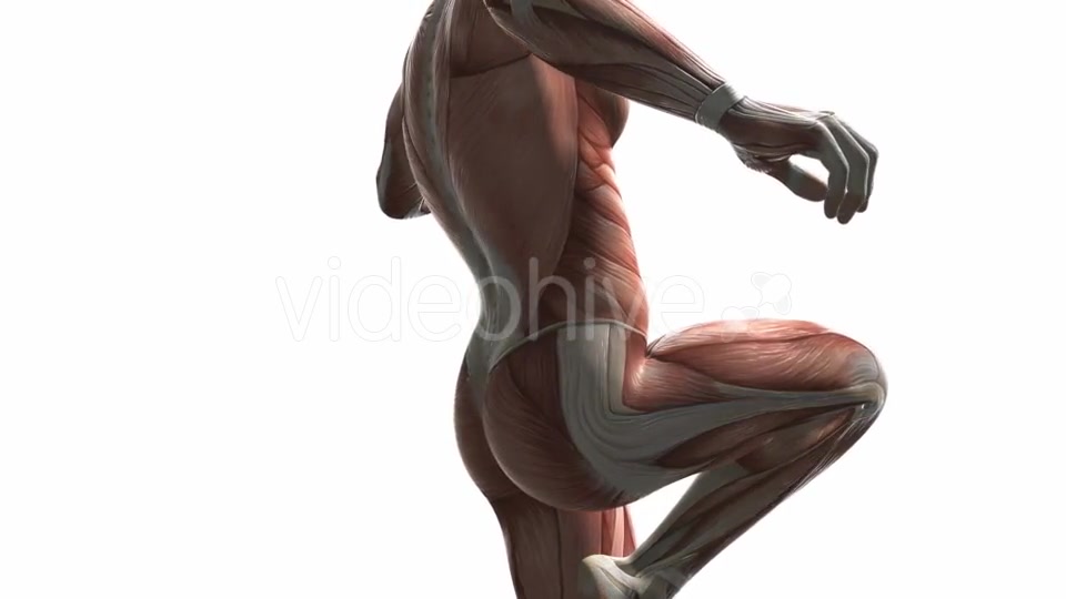 Human Muscle Anatomy - Download Videohive 20354158