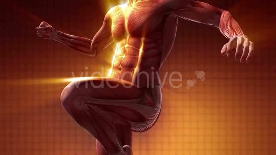 Human Muscle Anatomy - Download Videohive 20354188