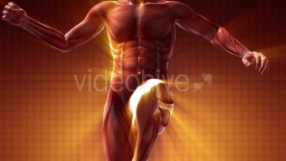 Human Muscle Anatomy - Download Videohive 20354188