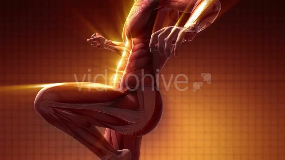 Human Muscle Anatomy - Download Videohive 20354188