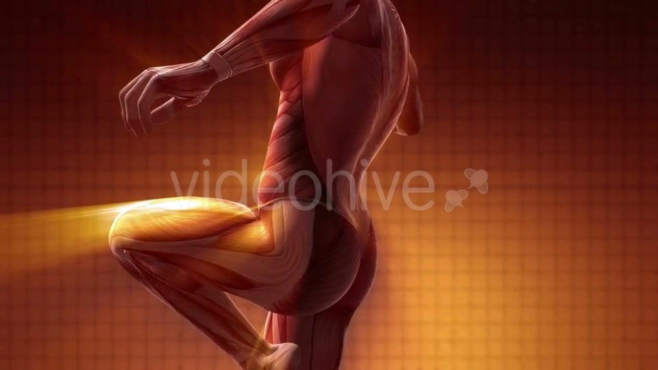 Human Muscle Anatomy - Download Videohive 20354188