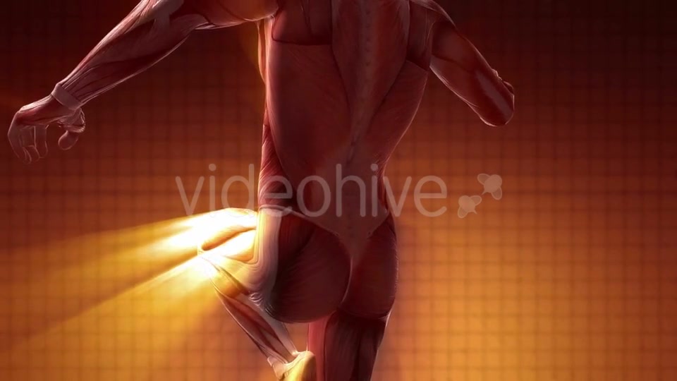 Human Muscle Anatomy - Download Videohive 20354188