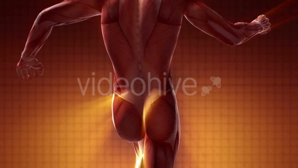 Human Muscle Anatomy - Download Videohive 20354188