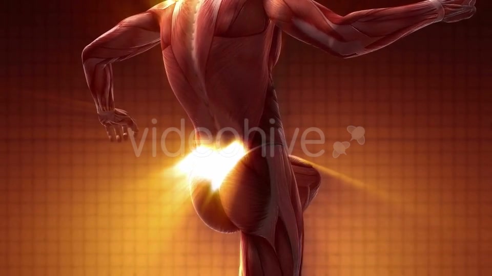 Human Muscle Anatomy - Download Videohive 20354188