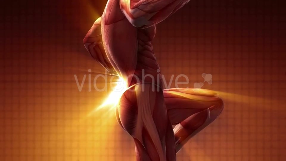 Human Muscle Anatomy - Download Videohive 20354188