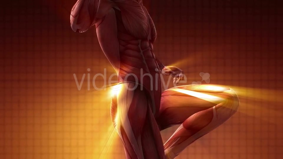 Human Muscle Anatomy - Download Videohive 20354188