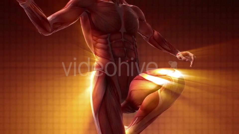 Human Muscle Anatomy - Download Videohive 20354188