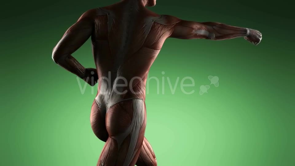 Human Muscle Anatomy - Download Videohive 20506614