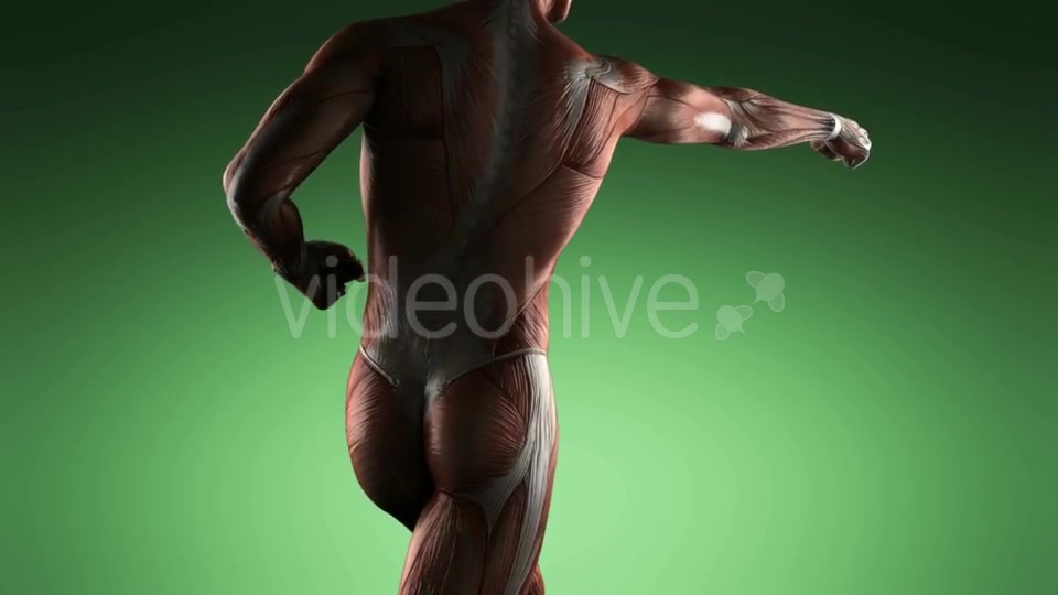 Human Muscle Anatomy - Download Videohive 20506614