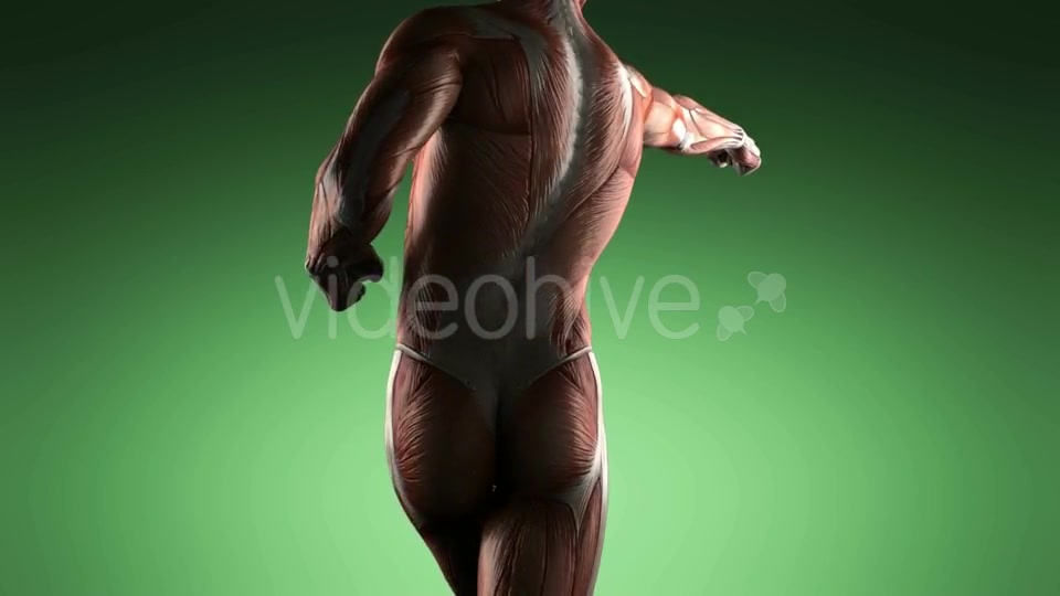 Human Muscle Anatomy - Download Videohive 20506614