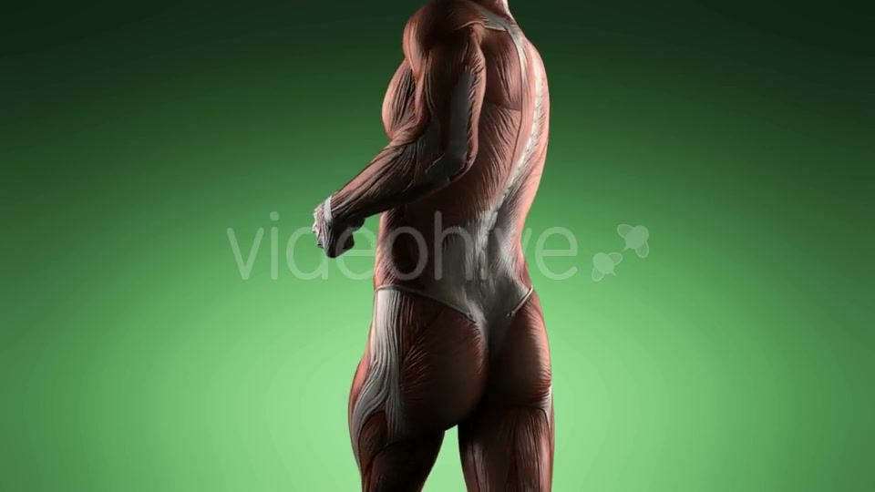 Human Muscle Anatomy - Download Videohive 20506614