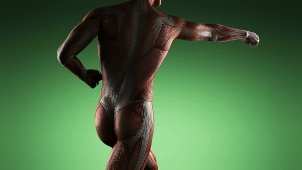 Human Muscle Anatomy - Download Videohive 20506614