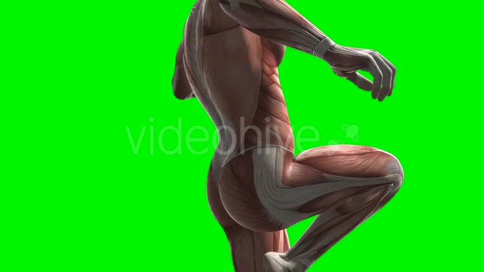 Human Muscle Anatomy - Download Videohive 20506628