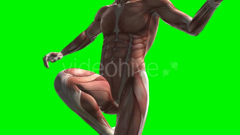 Human Muscle Anatomy - Download Videohive 20506628