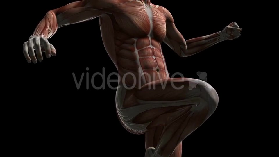 Human Muscle Anatomy - Download Videohive 20506645