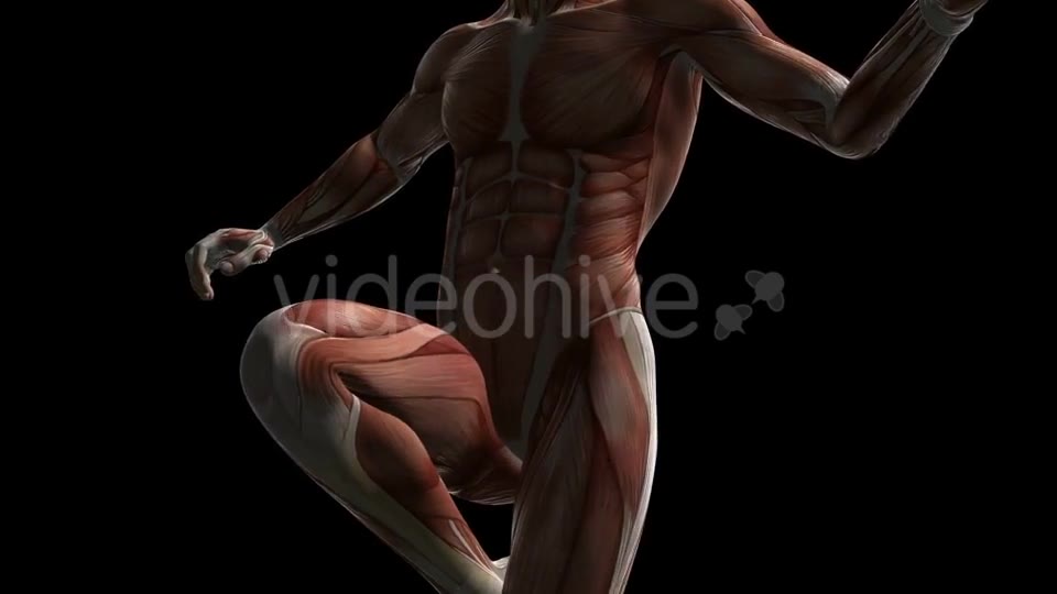 Human Muscle Anatomy - Download Videohive 20506645