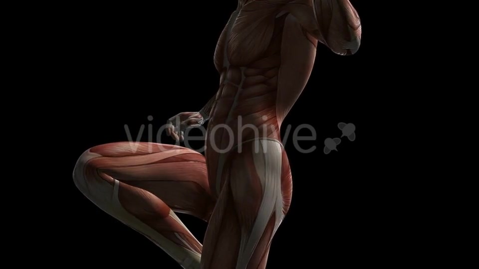 Human Muscle Anatomy - Download Videohive 20506645