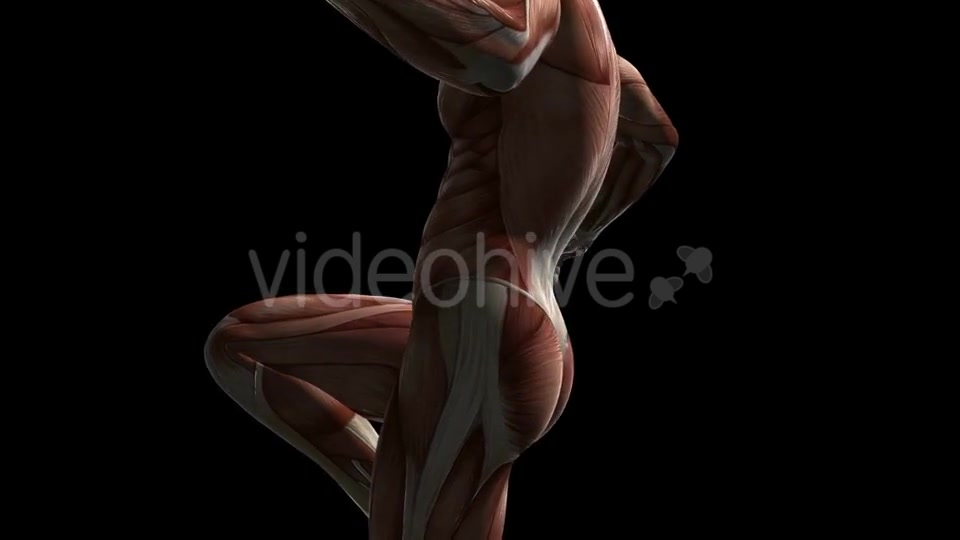 Human Muscle Anatomy - Download Videohive 20506645