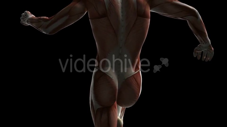 Human Muscle Anatomy - Download Videohive 20506645