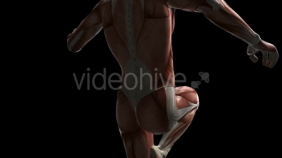 Human Muscle Anatomy - Download Videohive 20506645