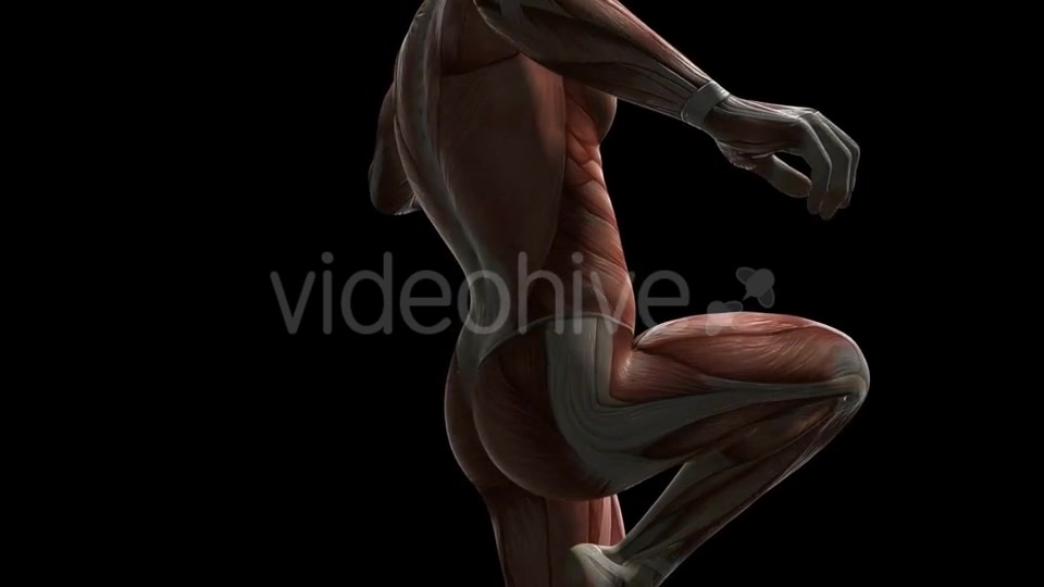 Human Muscle Anatomy - Download Videohive 20506645