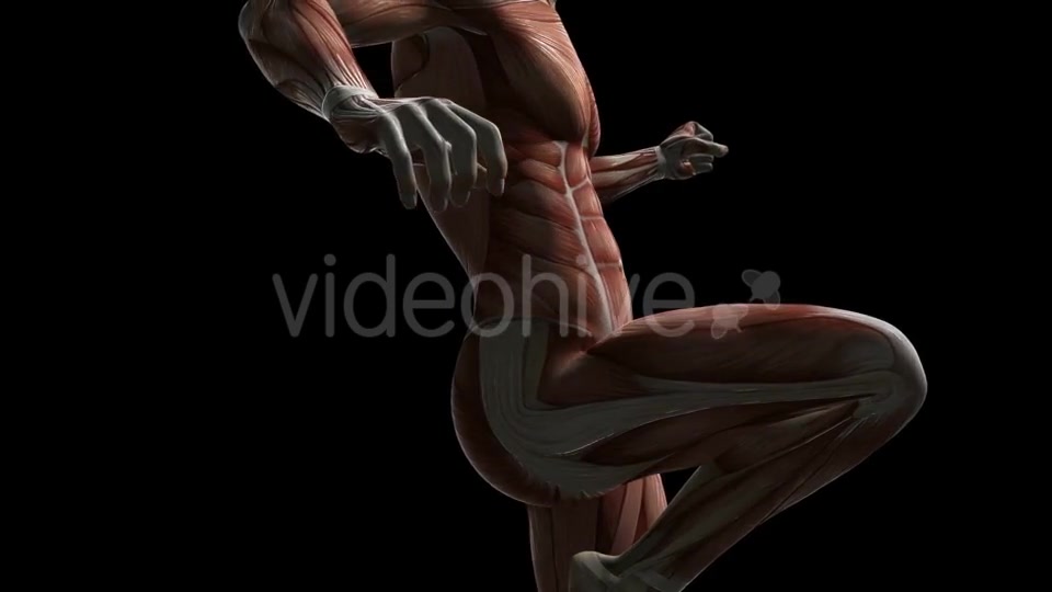 Human Muscle Anatomy - Download Videohive 20506645