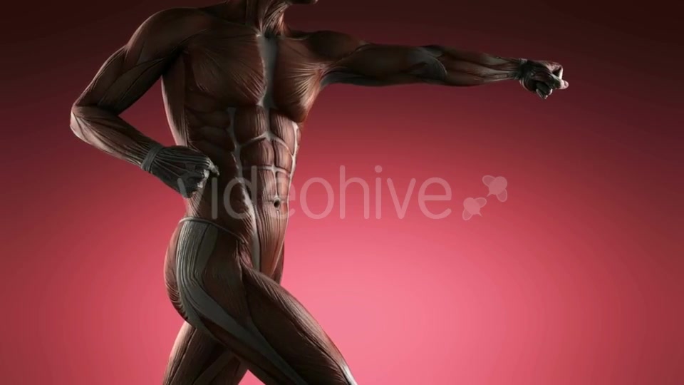 Human Muscle Anatomy - Download Videohive 20856907
