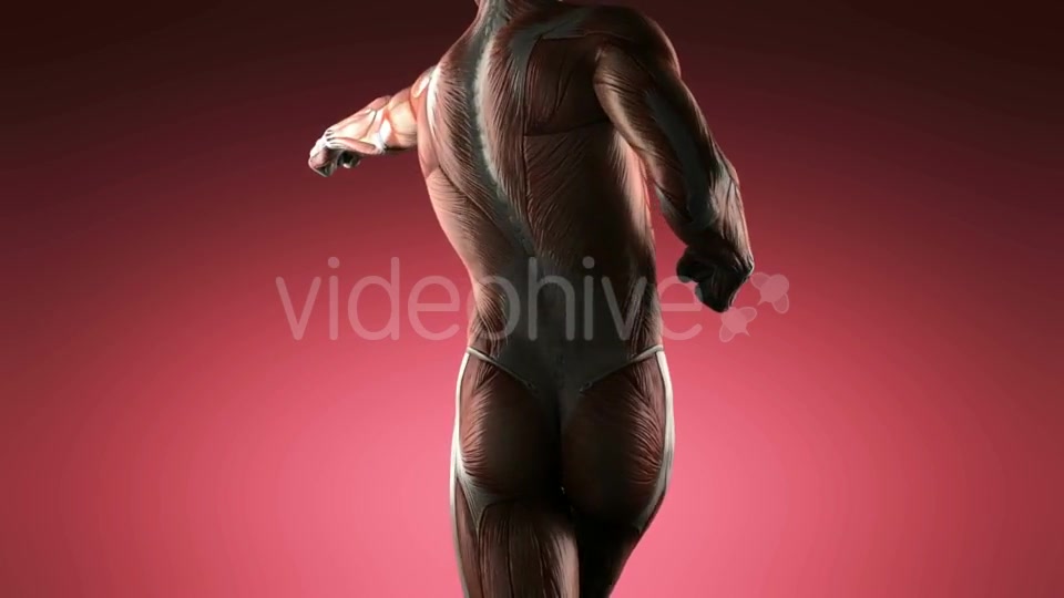 Human Muscle Anatomy - Download Videohive 20856907