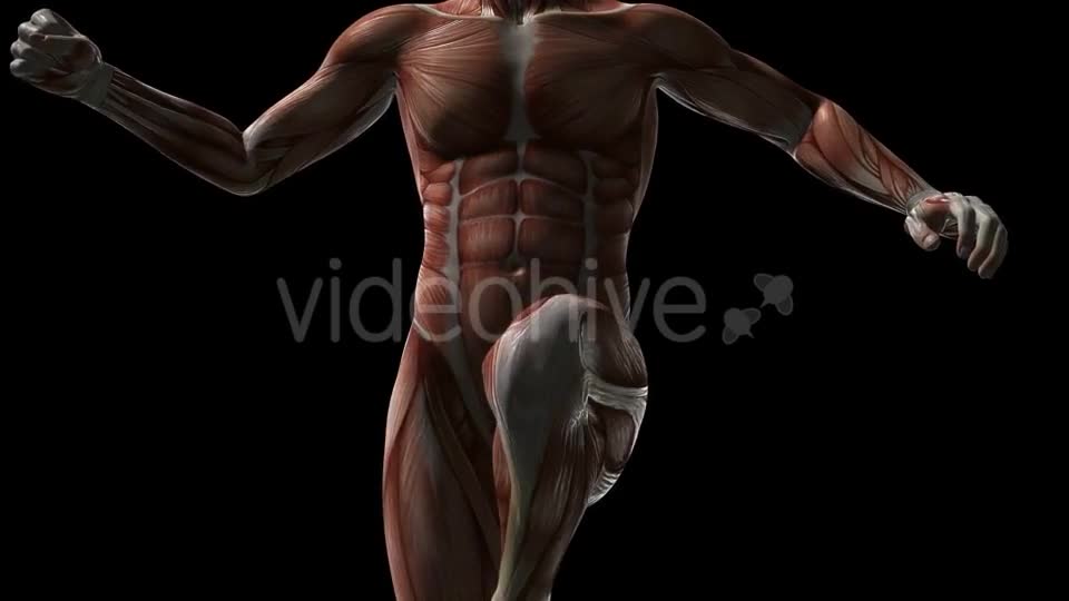 Human Muscle Anatomy - Download Videohive 20902719