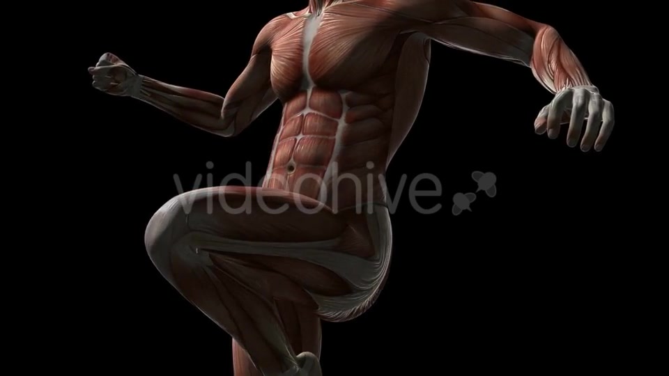 Human Muscle Anatomy - Download Videohive 20902719