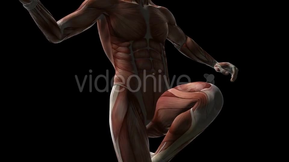 Human Muscle Anatomy - Download Videohive 20902719