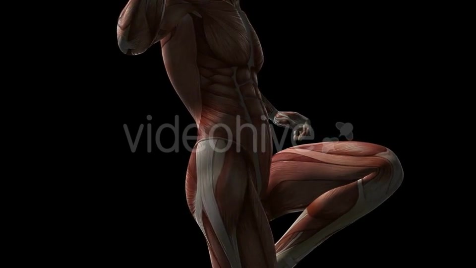 Human Muscle Anatomy - Download Videohive 20902719