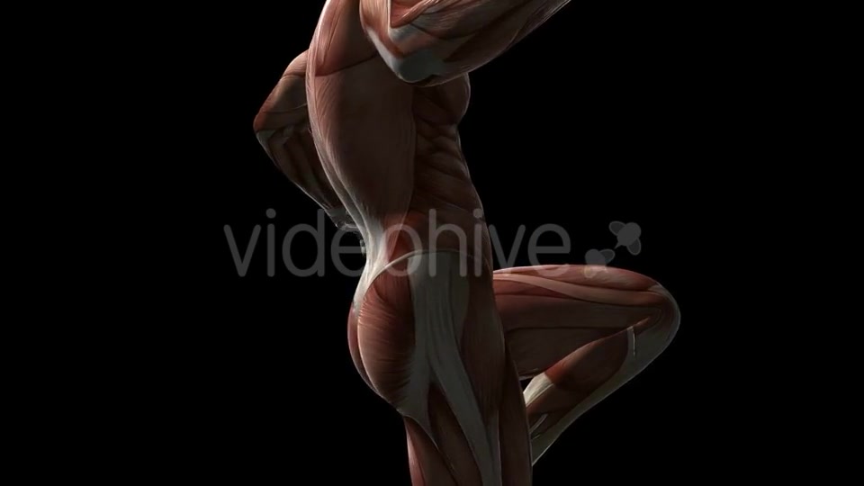 Human Muscle Anatomy - Download Videohive 20902719