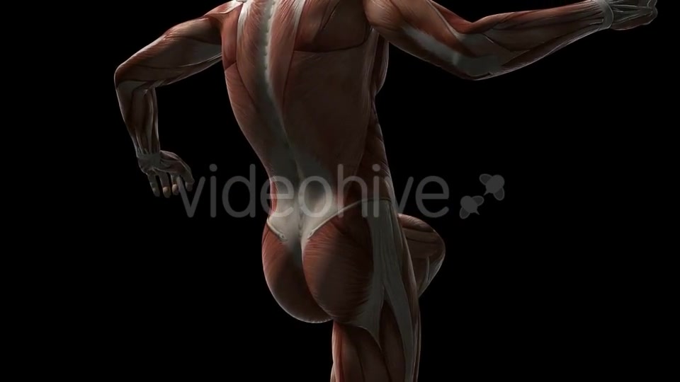 Human Muscle Anatomy - Download Videohive 20902719