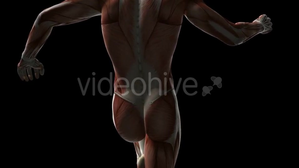 Human Muscle Anatomy - Download Videohive 20902719