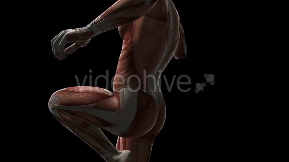 Human Muscle Anatomy - Download Videohive 20902719