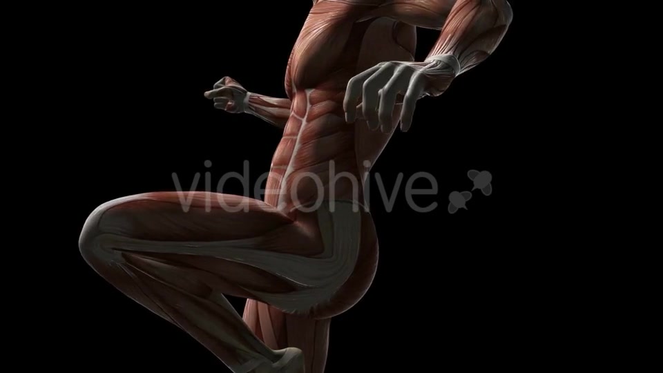 Human Muscle Anatomy - Download Videohive 20902719