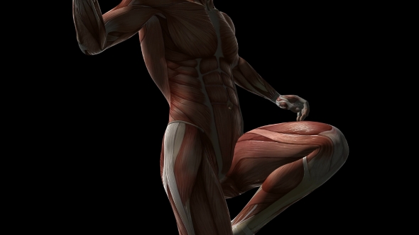 Human Muscle Anatomy - Download Videohive 20902719