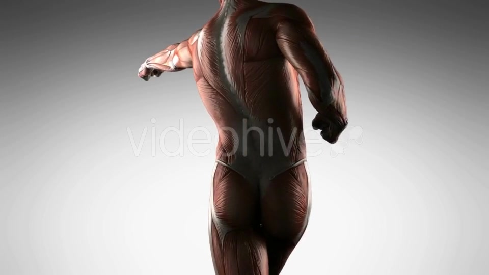 Human Muscle Anatomy - Download Videohive 20915701