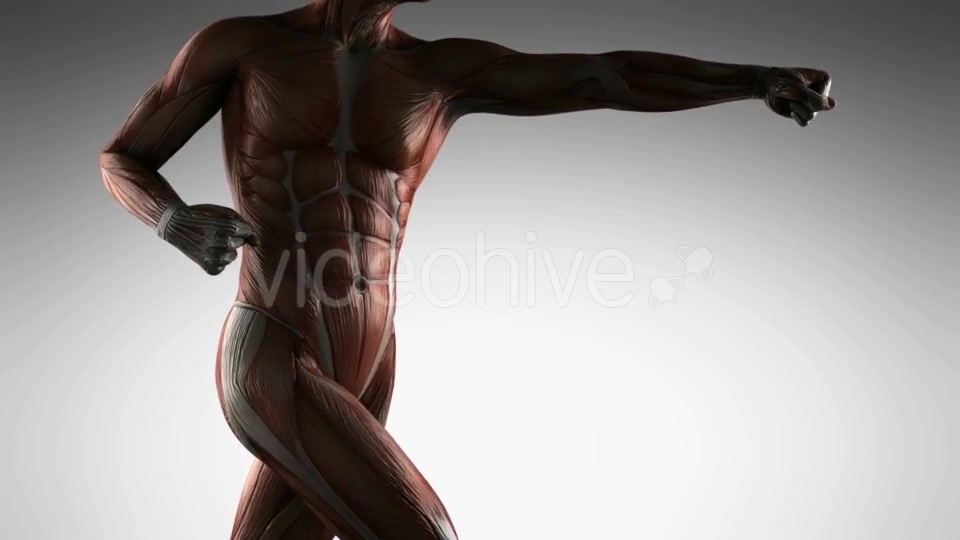 Human Muscle Anatomy - Download Videohive 20915701