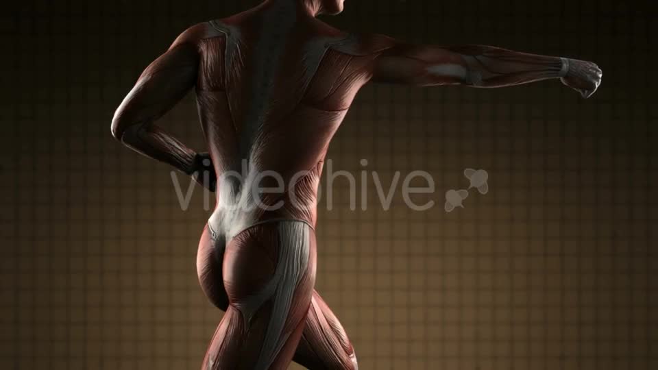 Human Muscle Anatomy - Download Videohive 20915716