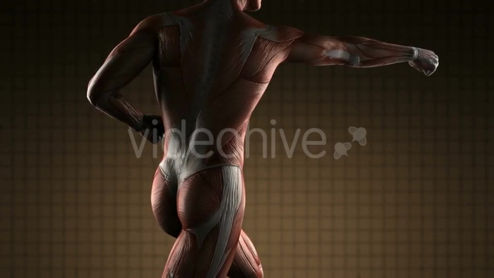 Human Muscle Anatomy - Download Videohive 20915716