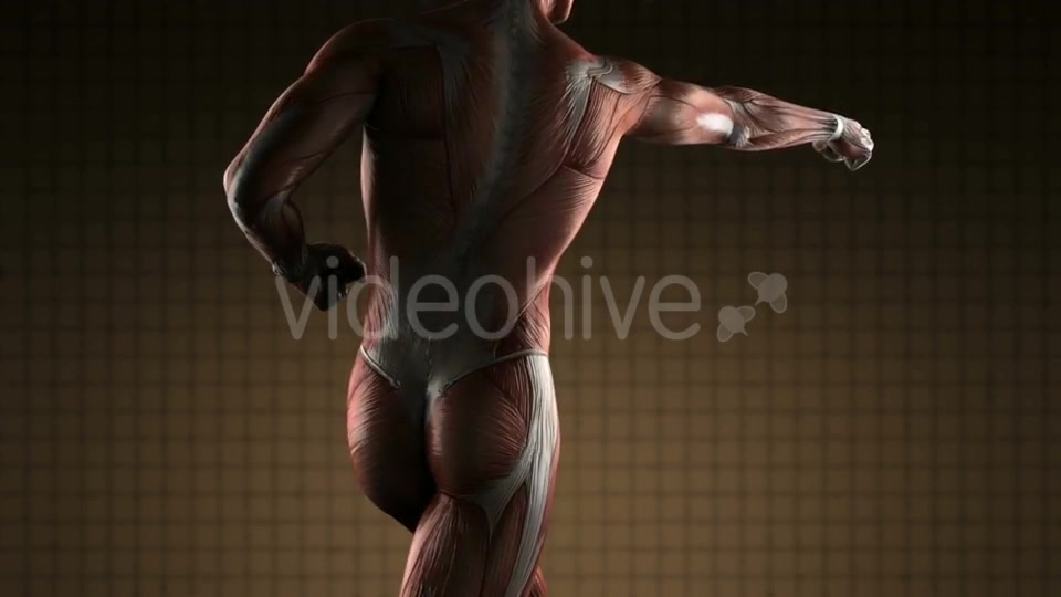 Human Muscle Anatomy - Download Videohive 20915716