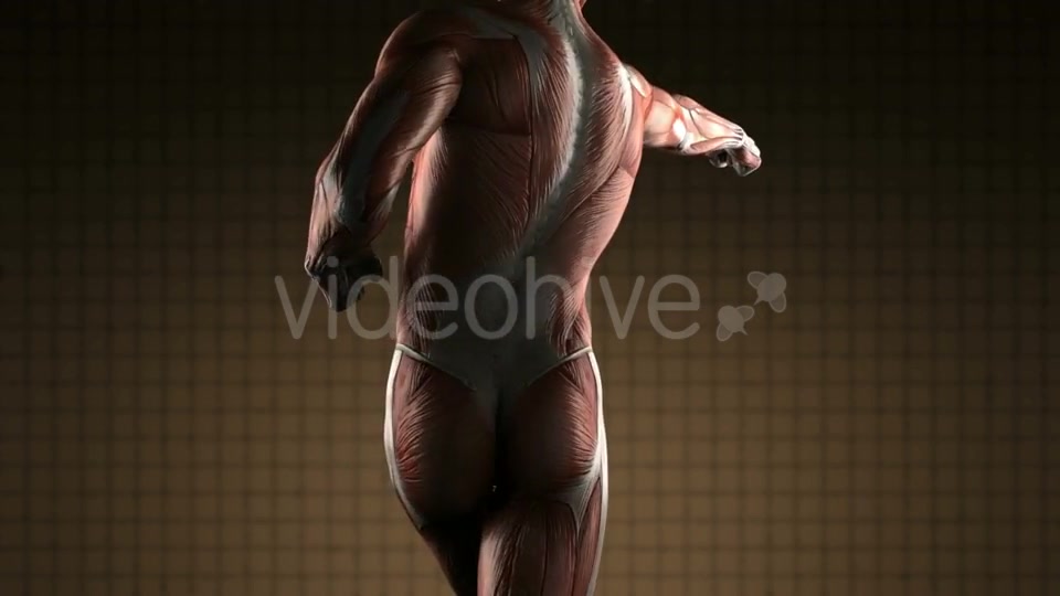 Human Muscle Anatomy - Download Videohive 20915716