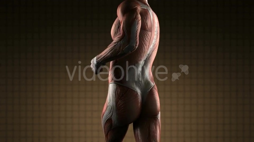 Human Muscle Anatomy - Download Videohive 20915716