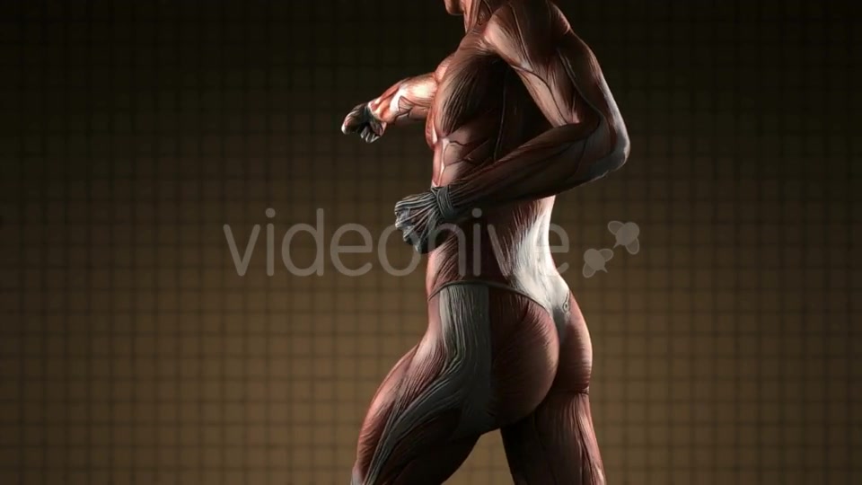 Human Muscle Anatomy - Download Videohive 20915716