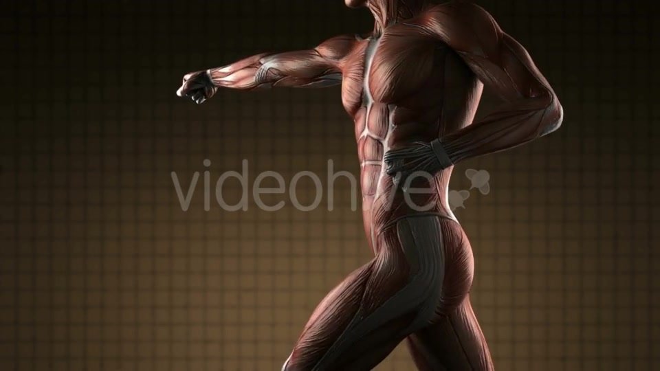 Human Muscle Anatomy - Download Videohive 20915716