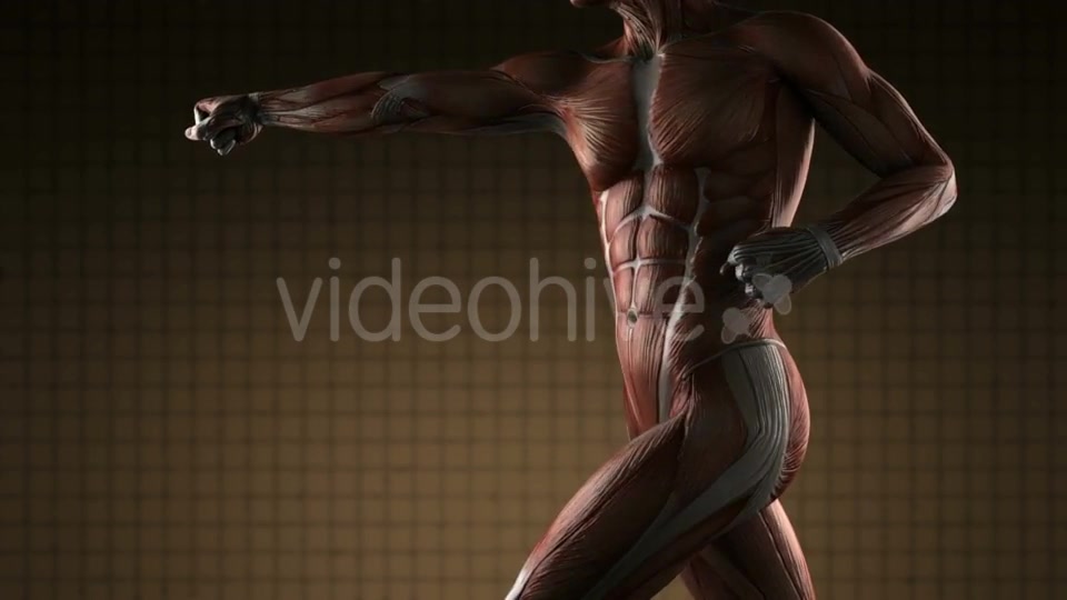 Human Muscle Anatomy - Download Videohive 20915716